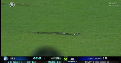 Crazy scenes as snake stops play in India vs South Africa T20 clash