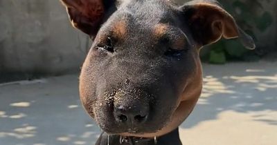Dog's face BALLOONS and is left looking like Snoopy after snake bites him