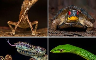 Herpetofaunal survey finds capital wildlife division as a biodiversity hotspot