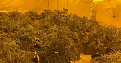 Police uncover large Bolton cannabis farm after reports from public