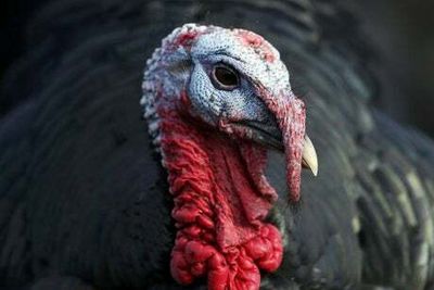 Christmas turkeys could be at risk after worst bird flu outbreak in UK history