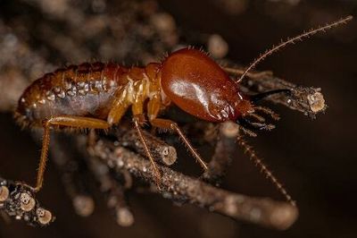 Climate change could make one household pest increase its path of destruction