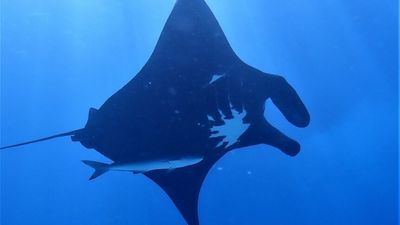 World's oldest known manta ray celebrates more than 40 years on Great Barrier Reef