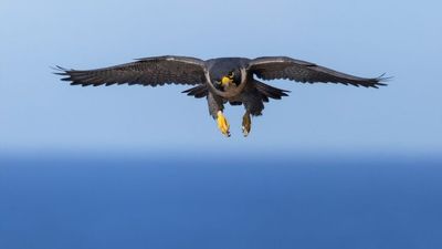 The peregrine falcon's 'remarkable' resurgence coming back from near extinction