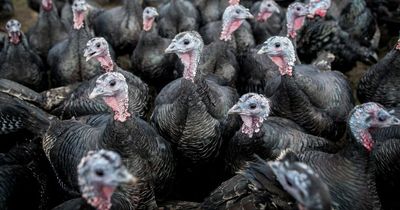 Bird flu outbreak could ruin Christmas as millions of turkeys have to be culled