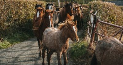 Beautiful, ancient, rare, the wildest of Britain's native ponies found living in the stunning Carneddau mountains
