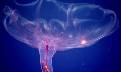 Discovered in the deep: the sea cucumber that lives a jellyfish life
