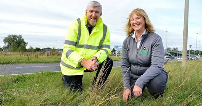 Minister John O'Dowd announces major changes to roadside grass cutting to help protect nature