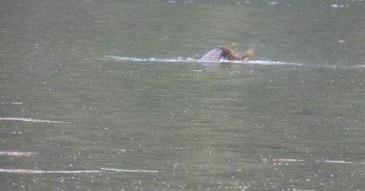 Strange Scottish creature spotted in Loch Long could be 'Nessie on holiday'