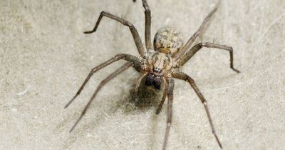 4 budget ways to stop spiders coming into your house — including home-made spray