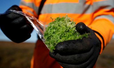 ‘Superhero’ moss can save communities from flooding, say scientists