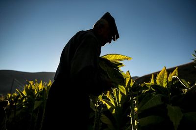 Record inflation squeezes Turkish tobacco workers, owners
