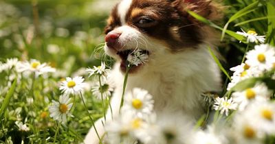 Vet left mortified at dog's name that made his day incredibly awkward