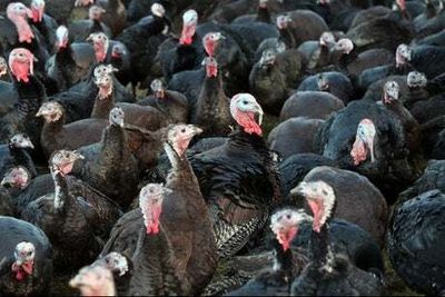 Bird flu: ‘Worst outbreak in UK history’ may put Christmas turkeys at risk