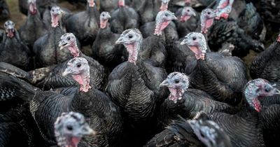 Bird flu epidemic could cancel Christmas dinner as 3 million turkeys are culled