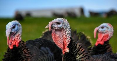 Farmer issues bird flu warning amid outbreak in Turkeys