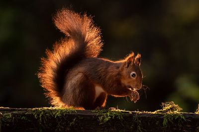 Scots urged to help ‘iconic’ species by being squirrel spotters