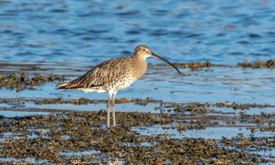 Wales unveils plans to triple rate of peatland restoration