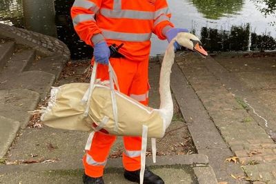 Swanning about – bird on the line delays rush hour commuters