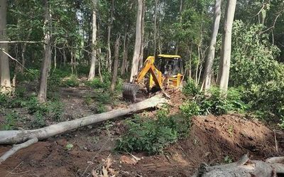 Over 6000 trees felled for tiger safari in Corbett: Forest Survey India