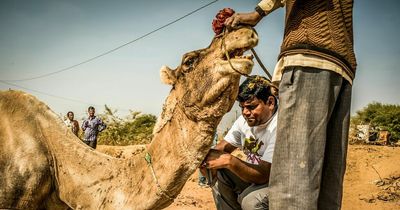 Harrowing photos show camels facing extreme conditions in 'world's hottest workplace'