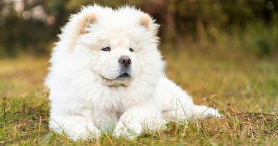 Boy rushed to hospital after being viciously attacked by Chow Chow while out shopping