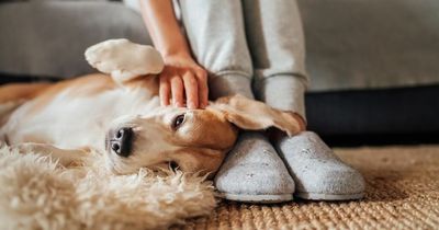 Money Saving Expert's four steps pet owners should follow for cheap insurance