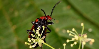 Insects will struggle to keep pace with global temperature rise – which could be bad news for humans