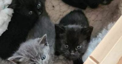 Scottish SPCA appeals for kitten food for Lanarkshire centre