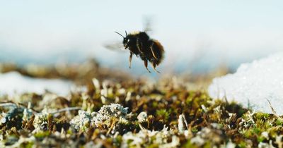 Frozen Planet shows how turtles and bees survive as they freeze solid during winter