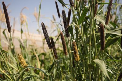 The Lebanese farm regenerating soil and promoting food security
