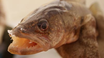 The scales turn against 2 fishermen after weights are found in fish at a tournament