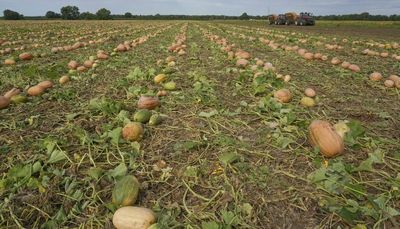 Pumpkin farms in Illinois and elsewhere adapt to improve soil, lower emissions