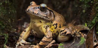 A deadly disease has driven 7 Australian frogs to extinction – but this endangered frog is fighting back