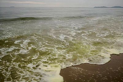 Plankton infests Rayong beach waters