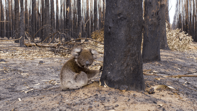 ‘No More Extinctions’: Labor Pledges To Protect Threatened Species With New Action Plan