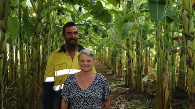 NT government releases plan to address banana freckle disease outbreak in the Top End