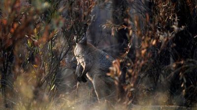 Australia to Set Aside at Least 30% of its Land Mass to Protect Endangered Species