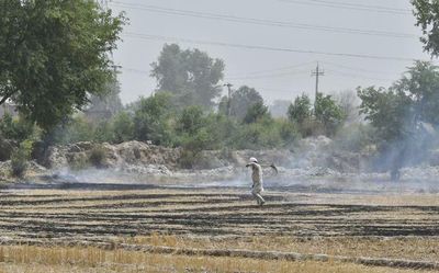 Will take 4-5 years to properly resolve stubble burning issue: Punjab pollution control body