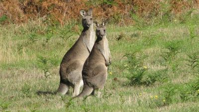 RSPCA drops kangaroo meat pet food endorsement but shooters say industry is humane