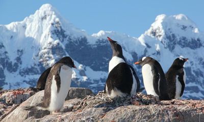 Four women chosen to run Antarctic outpost and count penguins