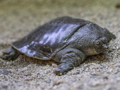 After years of waiting, rare turtles have bred 41 hatchlings at the San Diego Zoo