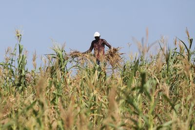 Kenya lifts ban on genetically modified crops in response to drought