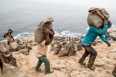 Worldwide fertiliser shortage prompts Peru to turn to bird poo