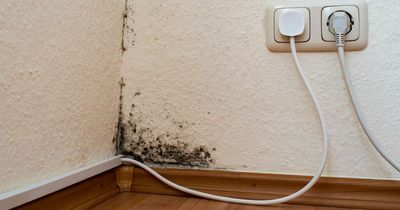 How to prevent black mould with dangerous fungus thriving in cold weather