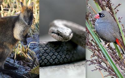 Species added to endangered lists as government announces conservation plan