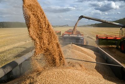 Russia: annual grain harvest to grow 5 million tonnes thanks to 'new territories'