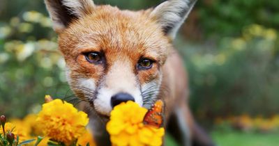 Keep foxes and cats out of your garden with these four natural repellents - from urine to pepper