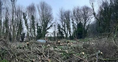 Welsh man fined £35,000 after chopping down a 'much-loved local woodland'