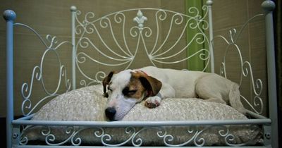 New hotel guide reveals top 10 mini breaks in the UK for dogs